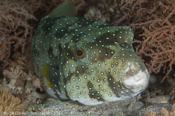 BD-141013-Komodo-4838-Arothron-hispidus-(Linnaeus.-1758)-[White-spotted-puffer].jpg